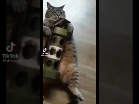 THINK FAST CHUCKLENUTS