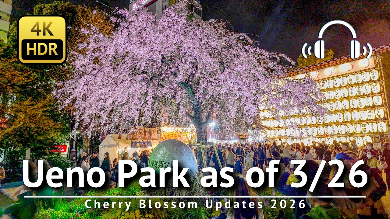 🌸 Tokyo Cherry Blossom Updates 2026: Ueno Park as of 3/26 [4K/HDR/Binaural]
