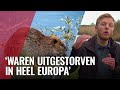 Voor het eerst een bever gespot in Amsterdam