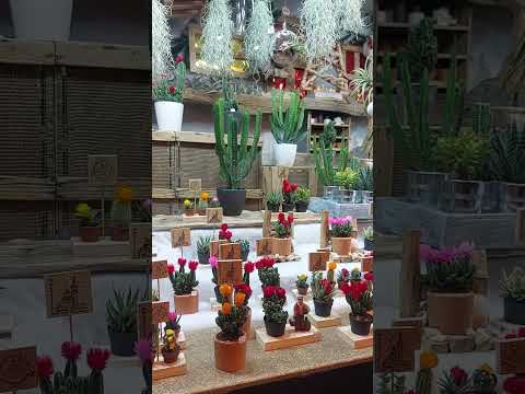 CACTUS DE NOEL #damarsella  #flowers #france  #europe  #travel