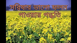 Mustard Cultivation