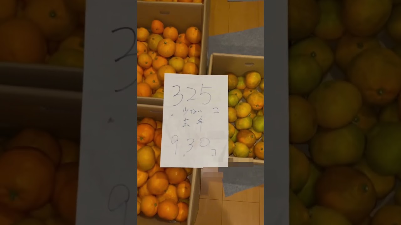 今年ウチの1本の“みかんの木”…収穫数はいかに！？🍊 #みかん #収穫 #家庭菜園 #農家の日常 #実家の畑#みかん狩り #果樹 #shorts #vlog #japan #short