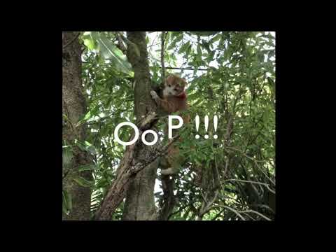 My Cat Love climbing trees ^_^ ( HD)