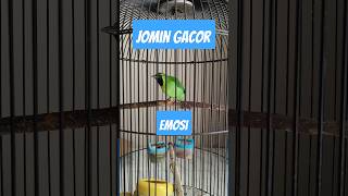 Download lagu Suara cimin gacor full isian cucak ijo mini jomin vir #kicaumania #burung mp3