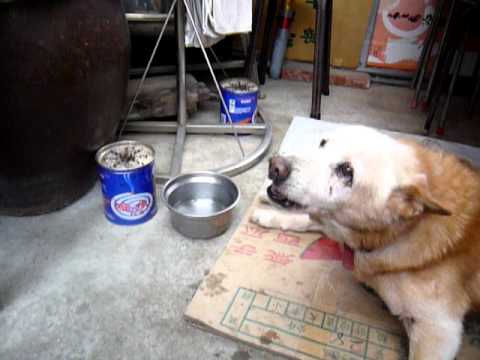 巧克力和羅東東交流~~(原發表者:巧克力家)(影片)