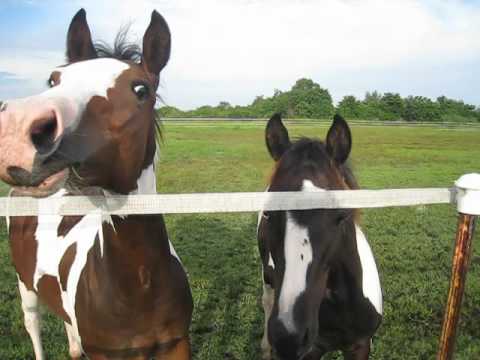 Bluey and Koko come when I call!