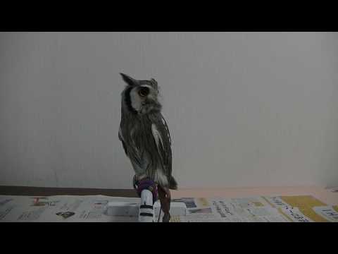 IUCN分類における絶滅の危険性を示す図。