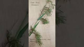 Download lagu BARANG LANGKA.BUNGA SERAI mp3