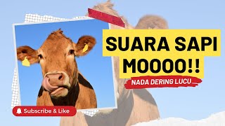 Download lagu Suara Sapi Mooo | Nada Dering Telepon Lucu mp3