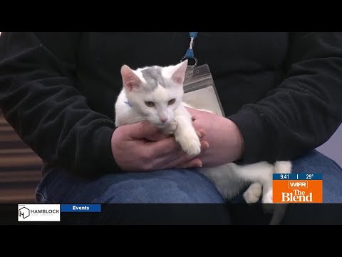 Pet of the Week: Toad - YouTube