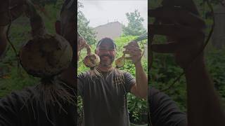 Finally, I Have Grown Onions || DHBG  #gardeningtips #garden #growyourownfood #houstonarea