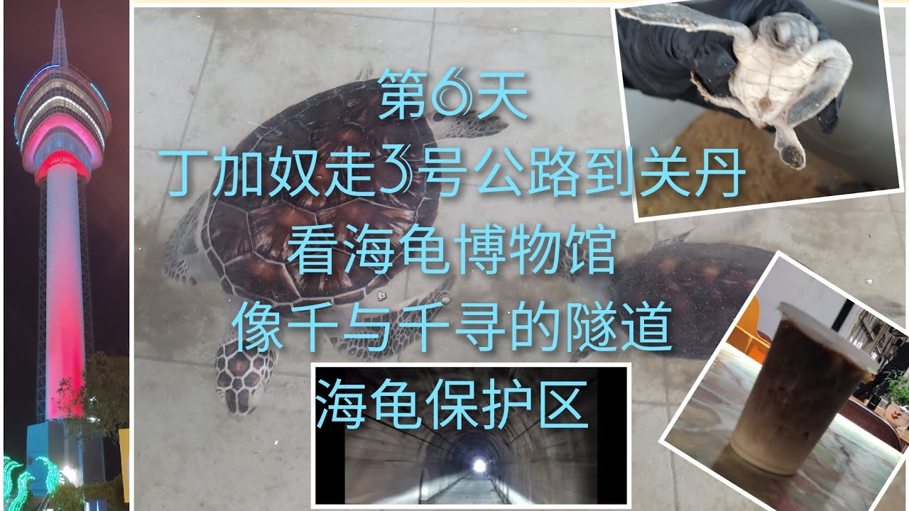 登嘉楼有间海龟博物馆还有的看海龟