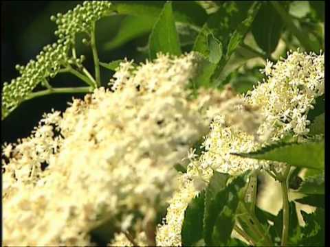 Holunder | Pflanzliche Heilmittel