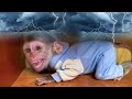 Monkey Puka sleeps alone, cries and is afraid of thunder and lightning