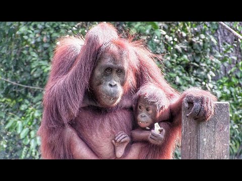 Saving baby Orangutans