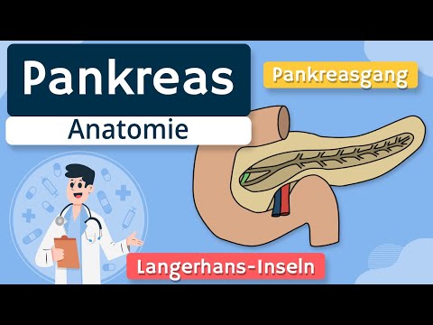 Pancreas - Structure and function explained simply