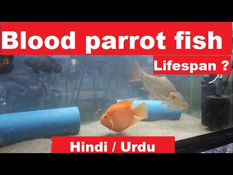 image-What's the average lifespan of a parrot fish?