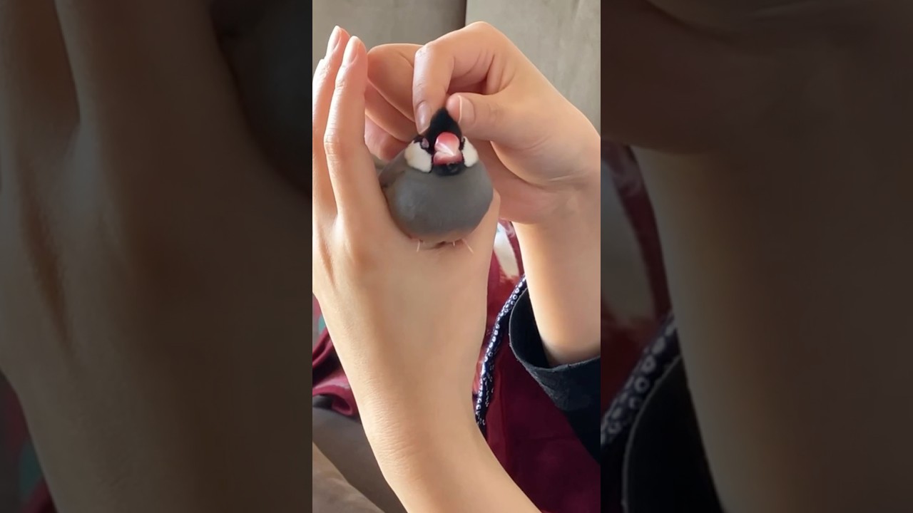 頭つままれ文鳥