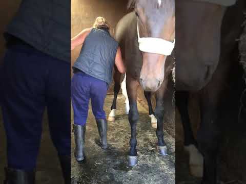 Horse Semen Collection || Animals Lovers || Village Farming ||