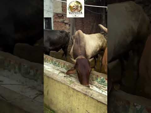 🐄❤️ सेवा ही संकल्प, गौसेवा ही संस्कार।#gaumata #gauseva #newshorts #shorts #viral