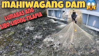 Download lagu Luar biasa! 😱Banjir Ikan Tilapia dan Hanya di Taiwan Anda Bisa Melihat Ribuan Ikan Tilapia di Perairan Dangkal mp3