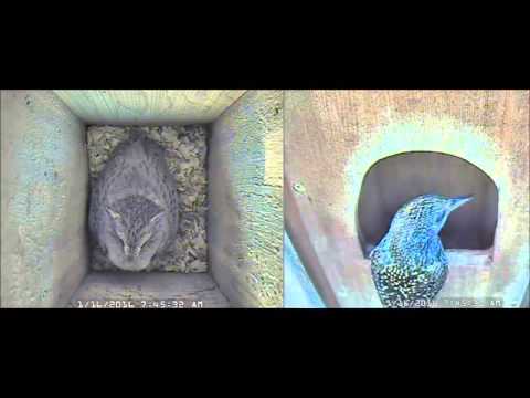 Athena ESO Nest Cam Go away darn starling 7:45am CST 1-16-2016