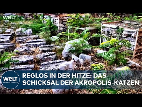 Video Thumbnail: GRIECHENLAND: Vierzig Grad in Athen – Tierschützer versorgen Streuner-Katzen an der Akropolis
