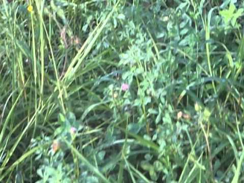 gjahtaret e barbullushit