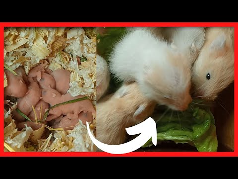 Hamster Babies and Hamster Mother - Day 01 to Day 25 Best Moments