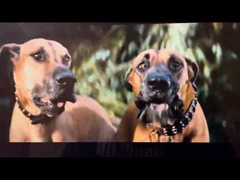 Swiss Family Robinson Duke and Turk vs Tiger