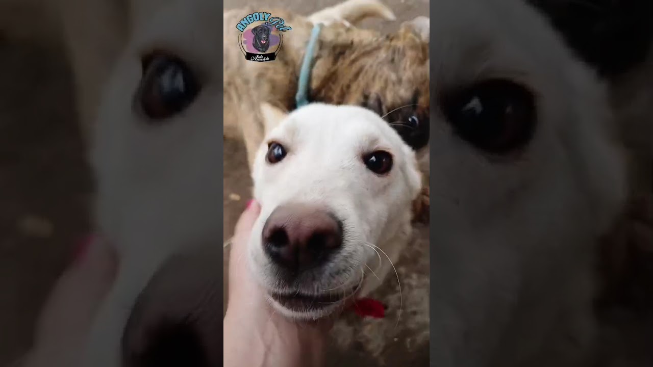 Enlarge TAY TAY, a Adoptable mixed breed in Langley, BC video 6/6