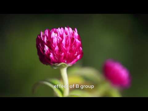 Godox Ring Flash Macro MF-R76