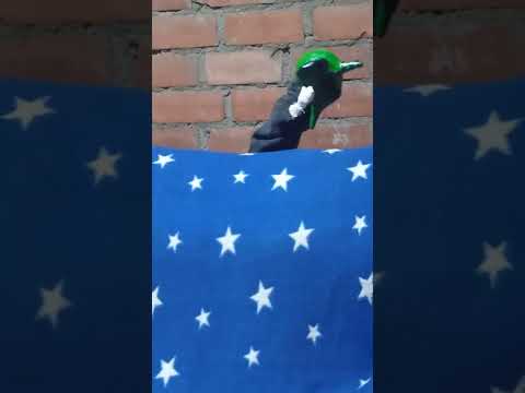 final de taller de titeres villamizar choque gerson  precentacion de trompin