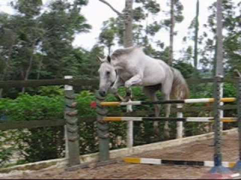 MCBRASIL - Fenômeno