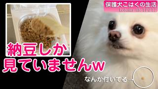 【犬のいる暮らし】デスク環境の模様替え中に待ちぼうけ！？納豆が大好きなポメラニアンの可愛すぎる反応と日常 EP017