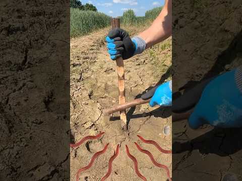 How To Summon A Worm With A Stick