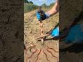 How To Summon A Worm With A Stick