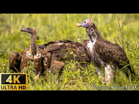 4K Amazing African Birds - African Wildlife Video with Birds Sounds - 2 HRS