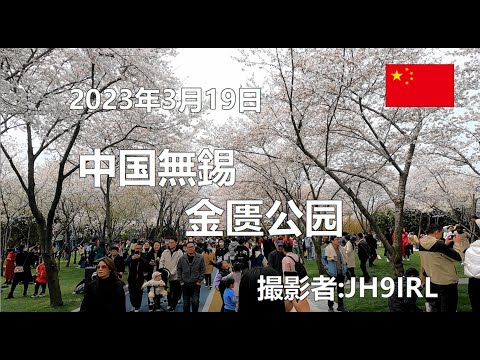 20230319 Parque Jinhong em Wuxi, China, é famoso por suas flores de cerejeira