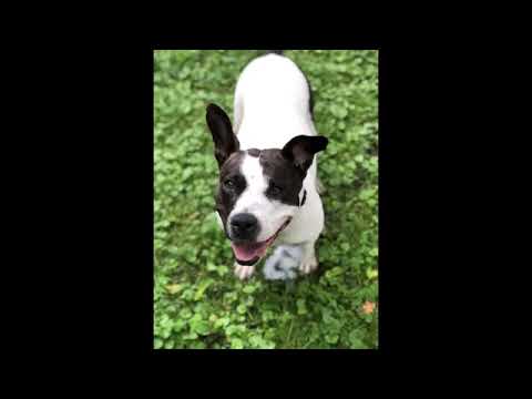 Pebbles, an adopted Bull Terrier Mix in Memphis, TN_image-1