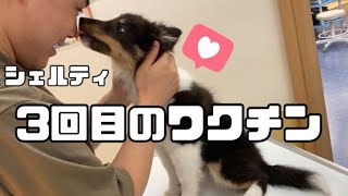 長距離移動で初めて吐いた4ヶ月の子犬