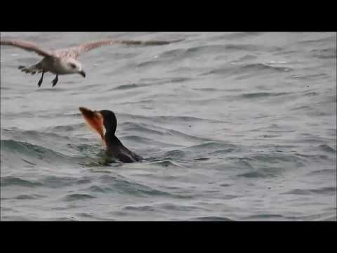 Cormorant quarrel about Flounder / Aalscholver ruzie om platvis (Phalacrocorax Carbo)