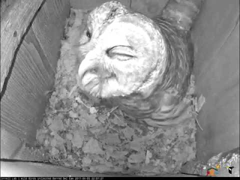 Prey Deliveries Increase as Barred Owl Egg Expected to Pip Soon – Apr. 6, 2017