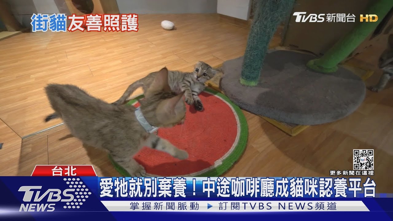 愛牠就別棄養！　中途咖啡廳成貓咪認養平台
