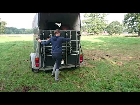 HF von Bon Vivaldi - Licotus 2023 Verladen