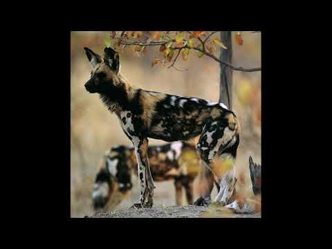 WZE RAP FARTASTIKK 2 ft. BennDickz, DJ Sh Wuu jak Waldi - Woof (prod. Kaobe) 2005r.