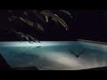 Bats Dipping Into The Pool