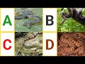 A To Z Snakes A To Z Snakes With Pictures Video ABC Snakes With Pronounciation ABC Snakes