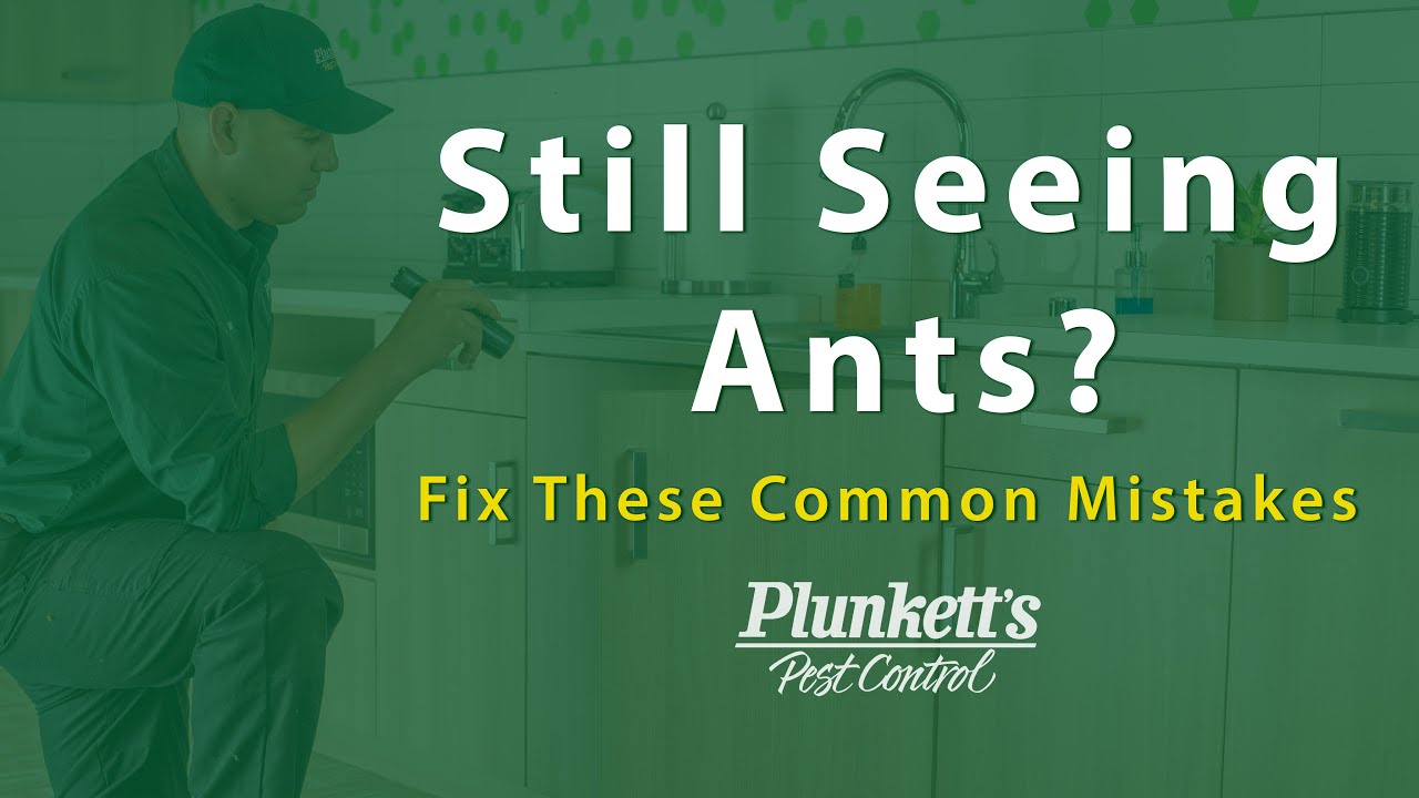 How to Keep Ants Out of Your Home | Ant Prevention Tips from Plunkett's Pest Control