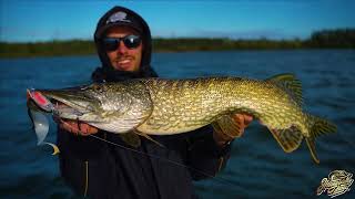 Hostage Valley Curlytail 24cm Flame Fish